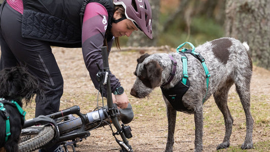 Choosing the Right Dog Harness for Biking and Hiking