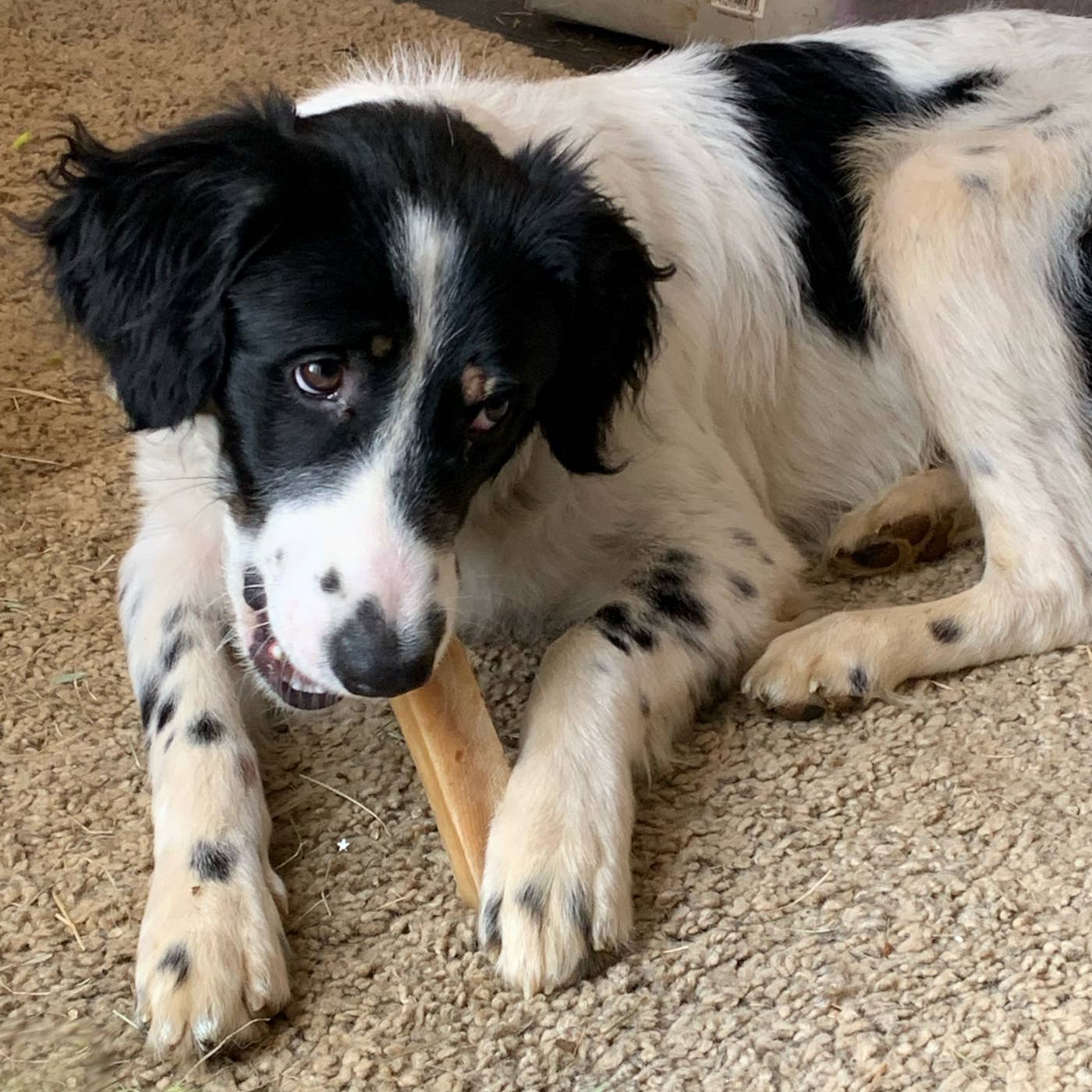 K2 Yak Chews 100% Natural Longer Lasting Dog Treats Small