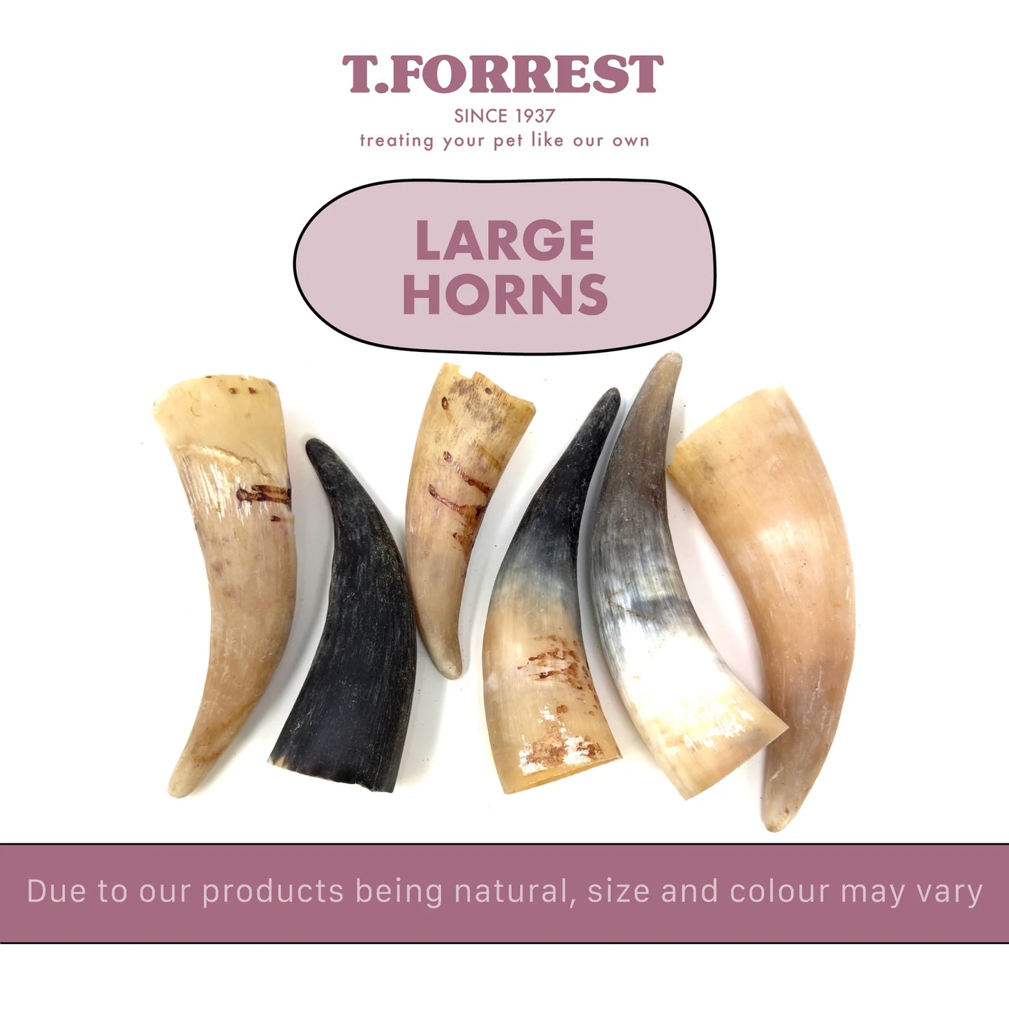 TF Large Buffalo Horn