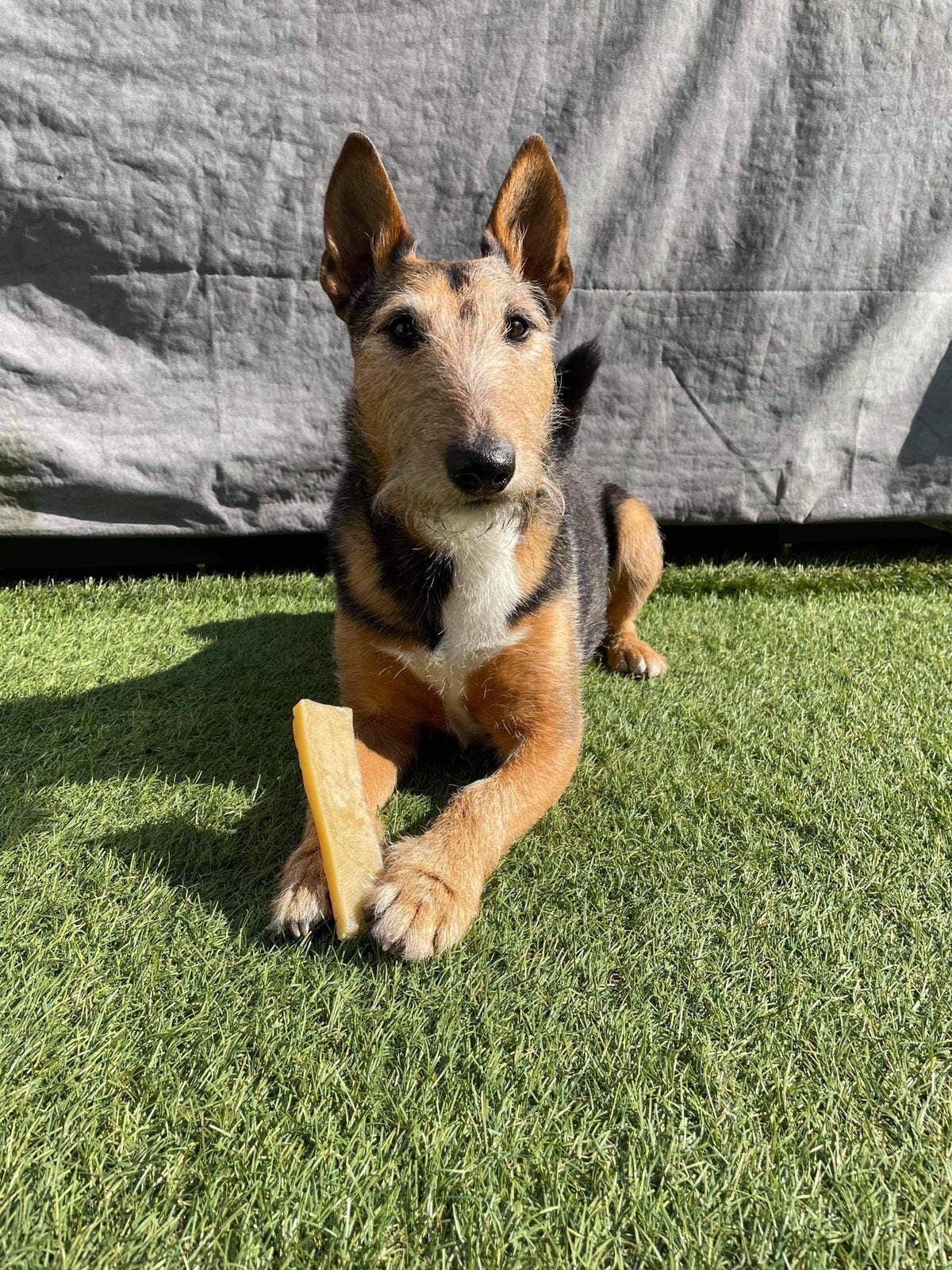 K2 Yak Chews 100% Natural Longer Lasting Dog Treats Medium