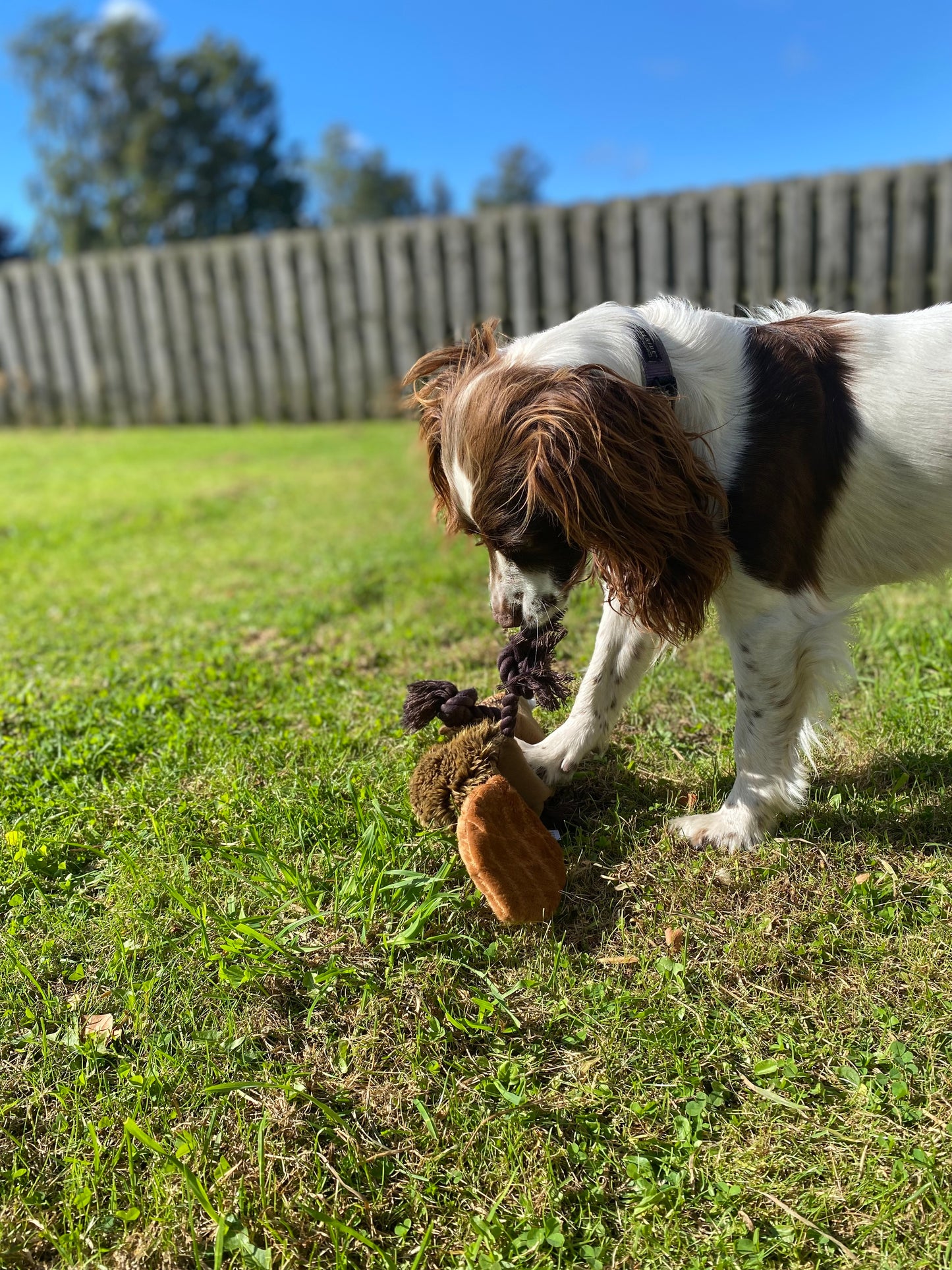 Ropers Prairie Beaver