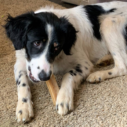 K2 Yak Chews 100% Natural Longer Lasting Dog Treats Large