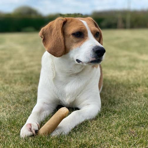 K2 Yak Chews 100% Natural Longer Lasting Dog Treats Medium