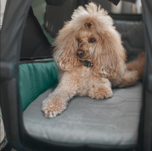 Thule Bexey Dog Bed