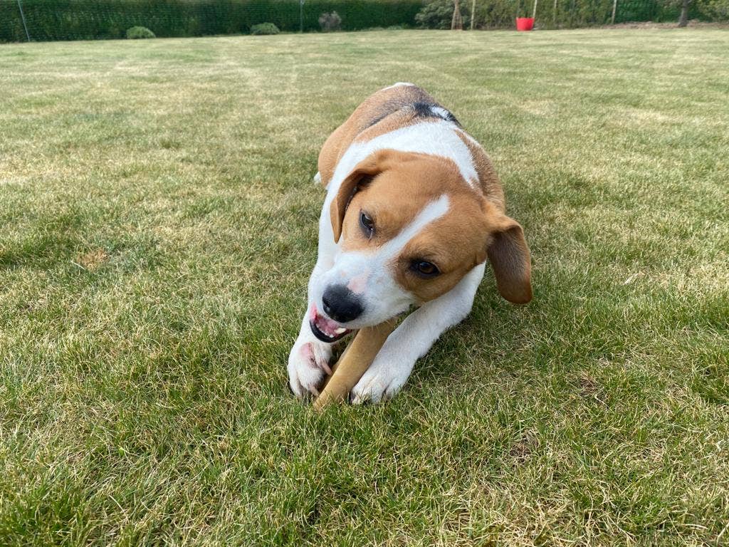 K2 Yak Chews 100% Natural Longer Lasting Dog Treats Large